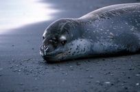 Leopard Seal Leopard Seal