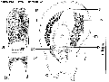 Acoelomorpha (acoelomorphs)