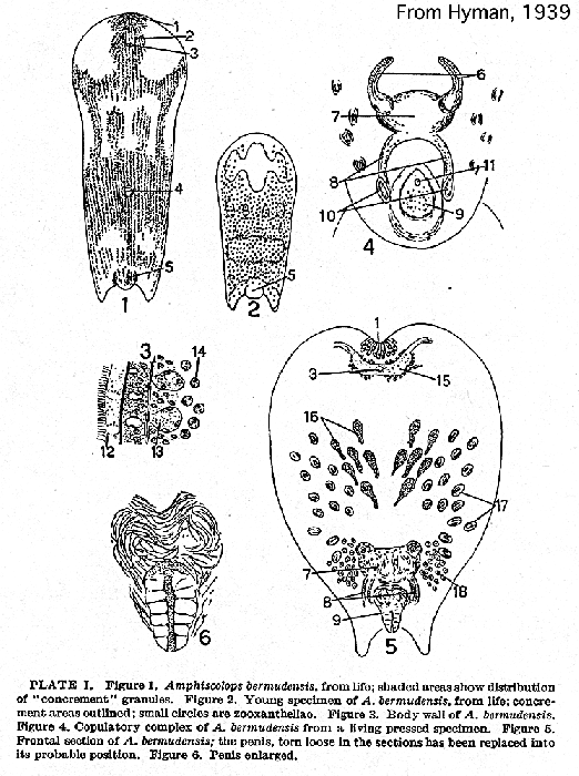 Amphiscolops bermudensis