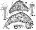 Acoelomorpha (acoelomorphs)