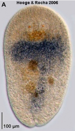 Amphiscolops evelinae