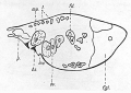 Acoelomorpha (acoelomorphs)