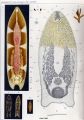 Acoelomorpha (acoelomorphs)