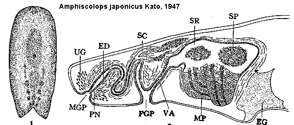 Amphiscolops japonicus