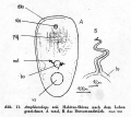 Acoelomorpha (acoelomorphs)