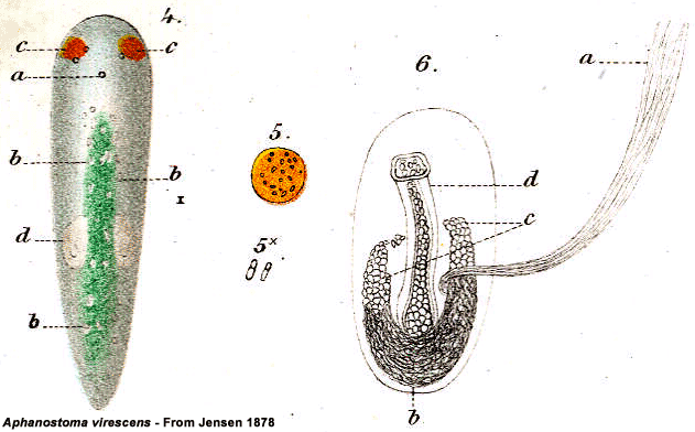 Aphanostoma virescens