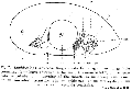 Acoelomorpha (acoelomorphs)