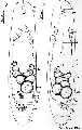 Acoelomorpha (acoelomorphs)