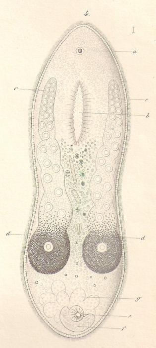 Macrostomum auritum