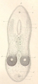 Platyhelminthes (flatworms)