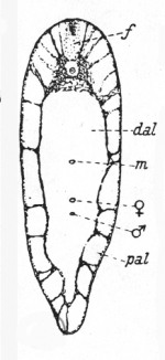 Aphanostoma cavernosum