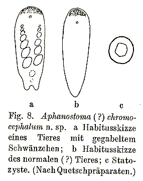 Aphanostoma chromocephalum