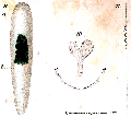 Acoelomorpha (acoelomorphs)