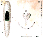 Aphanostoma elegans
