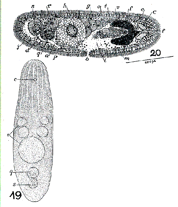 Aphanostoma orphinum