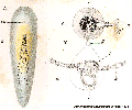 Acoelomorpha (acoelomorphs)