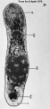 Acoelomorpha (acoelomorphs)