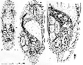 Acoelomorpha (acoelomorphs)