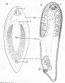 Acoelomorpha (acoelomorphs)