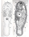 Acoelomorpha (acoelomorphs)