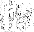 Acoelomorpha (acoelomorphs)