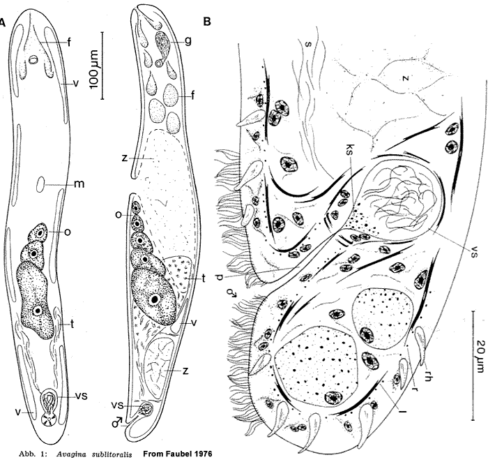 Avagina sublitoralis