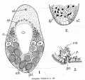 Acoelomorpha (acoelomorphs)