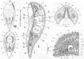 Acoelomorpha (acoelomorphs)