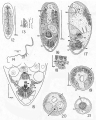 Acoelomorpha (acoelomorphs)