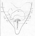 Acoelomorpha (acoelomorphs)