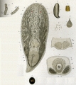 Acoelomorpha (acoelomorphs)