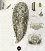 Conaperta flavibacillum