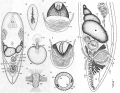 Acoelomorpha (acoelomorphs)