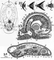 Acoelomorpha (acoelomorphs)