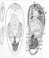 Acoelomorpha (acoelomorphs)