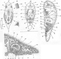 Acoelomorpha (acoelomorphs)