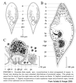 Acoelomorpha (acoelomorphs)