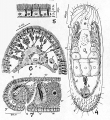 Acoelomorpha (acoelomorphs)