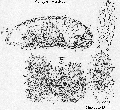 Acoelomorpha (acoelomorphs)