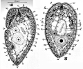 Acoelomorpha (acoelomorphs)