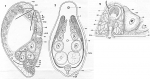 Faerlea echinocardii