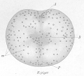 Acoelomorpha (acoelomorphs)