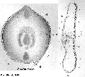 Acoelomorpha (acoelomorphs)