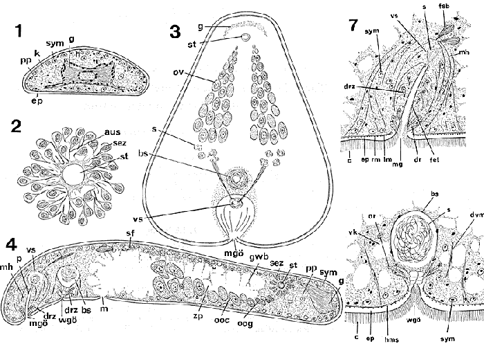 Haplodiscus bocki