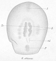 Acoelomorpha (acoelomorphs)