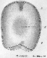 Acoelomorpha (acoelomorphs)