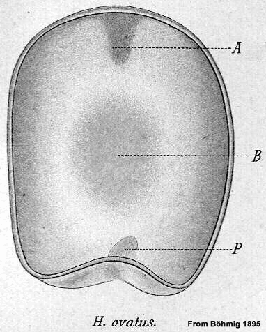 Haplodiscus ovatus