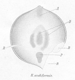 Haplodiscus scutiformis
