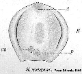 Acoelomorpha (acoelomorphs)