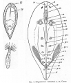 Acoelomorpha (acoelomorphs)